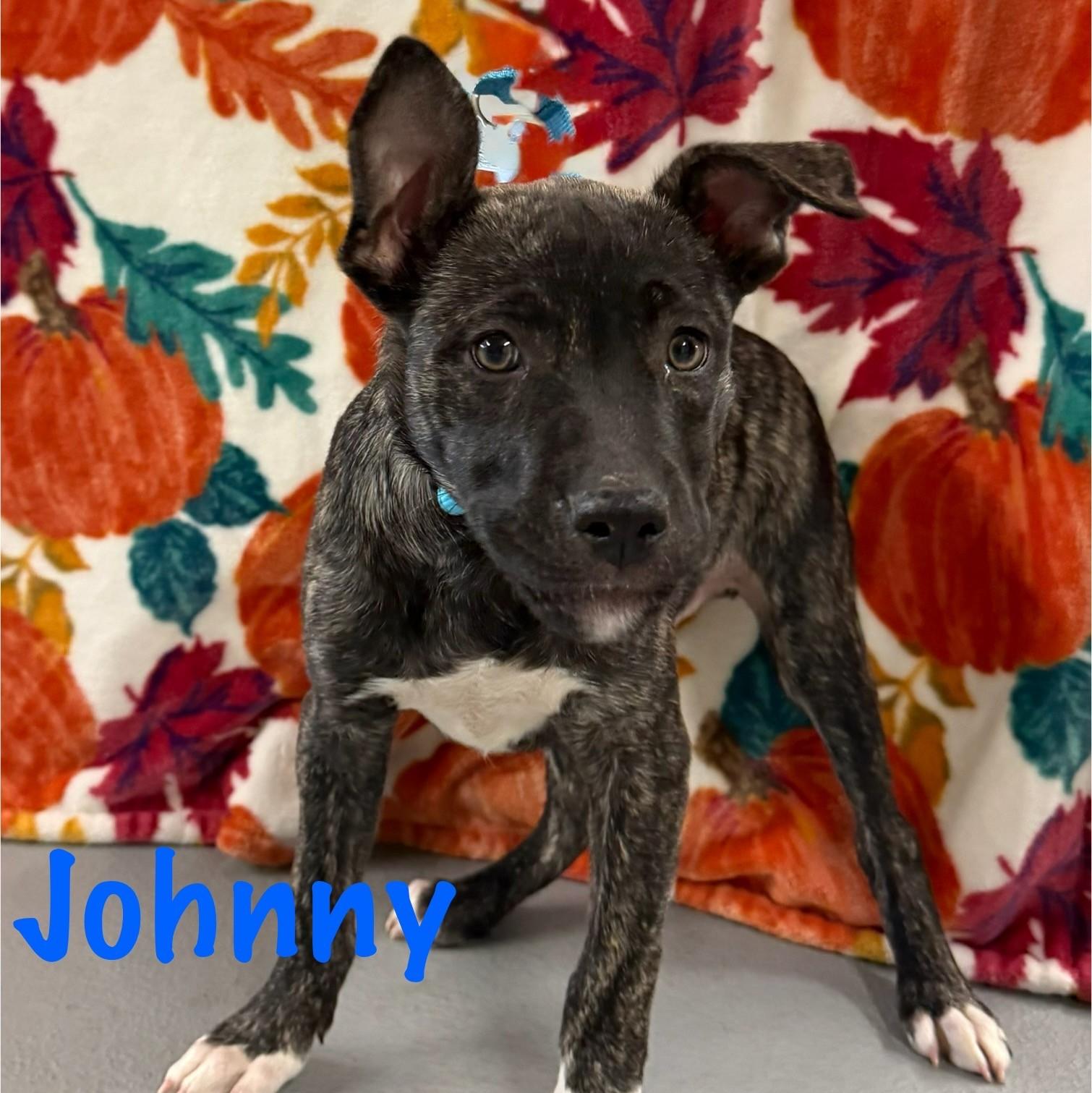 Enlarge Johny, an adopted mixed breed in Albany, NY image 1/6