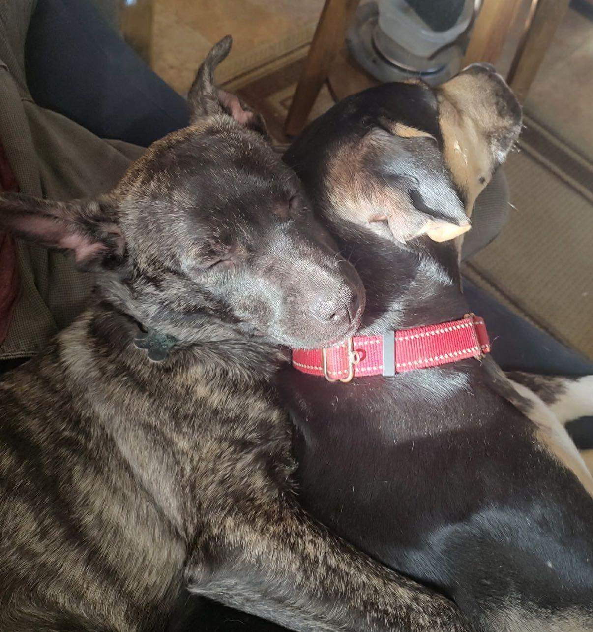 Enlarge Johny, an adopted mixed breed in Albany, NY image 2/6