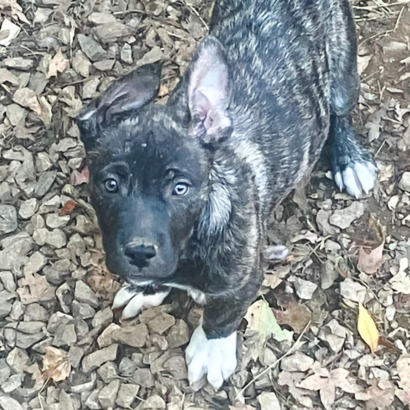 Enlarge Johny, an adopted mixed breed in Albany, NY image 4/6