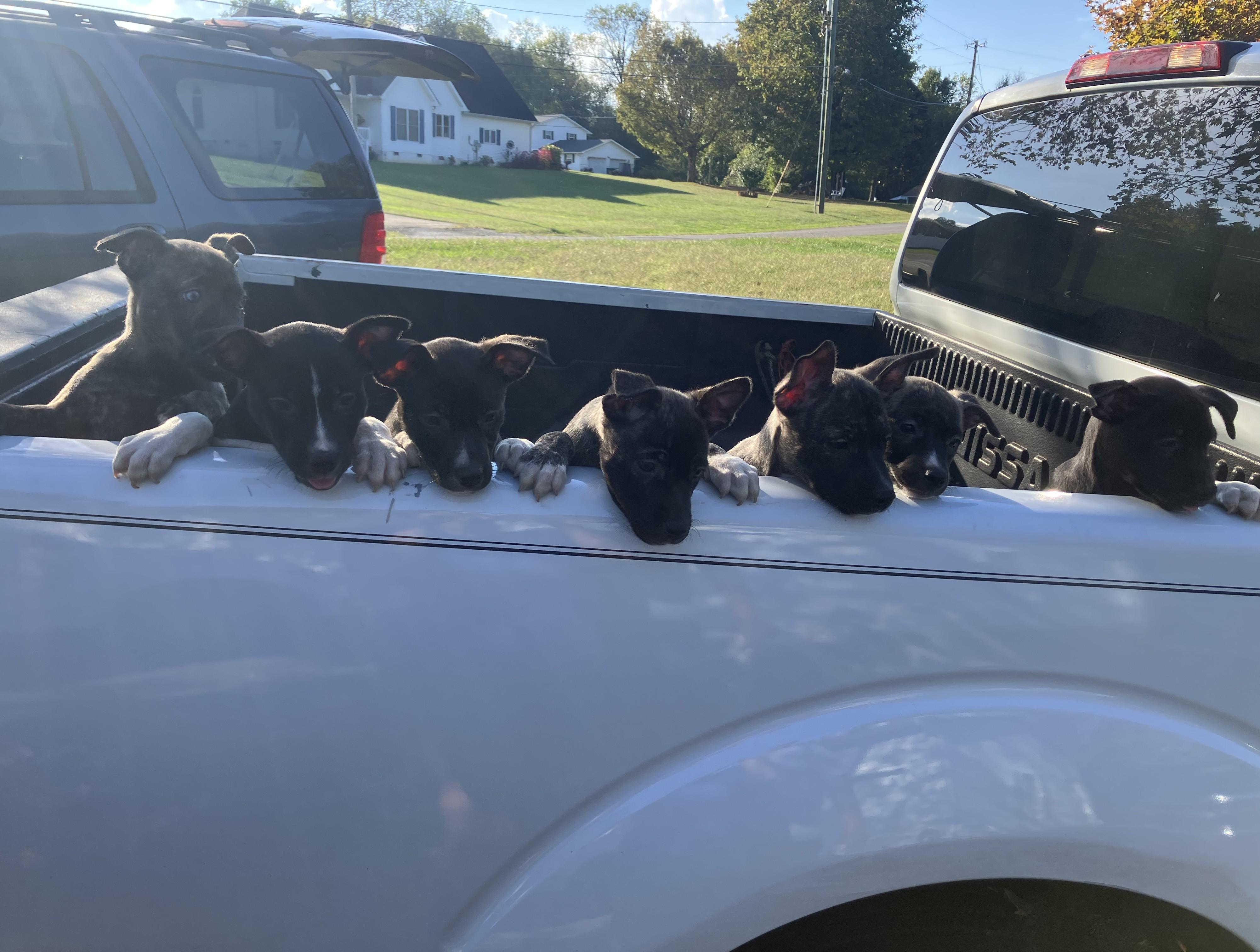 Enlarge Johny, an adopted mixed breed in Albany, NY image 5/6