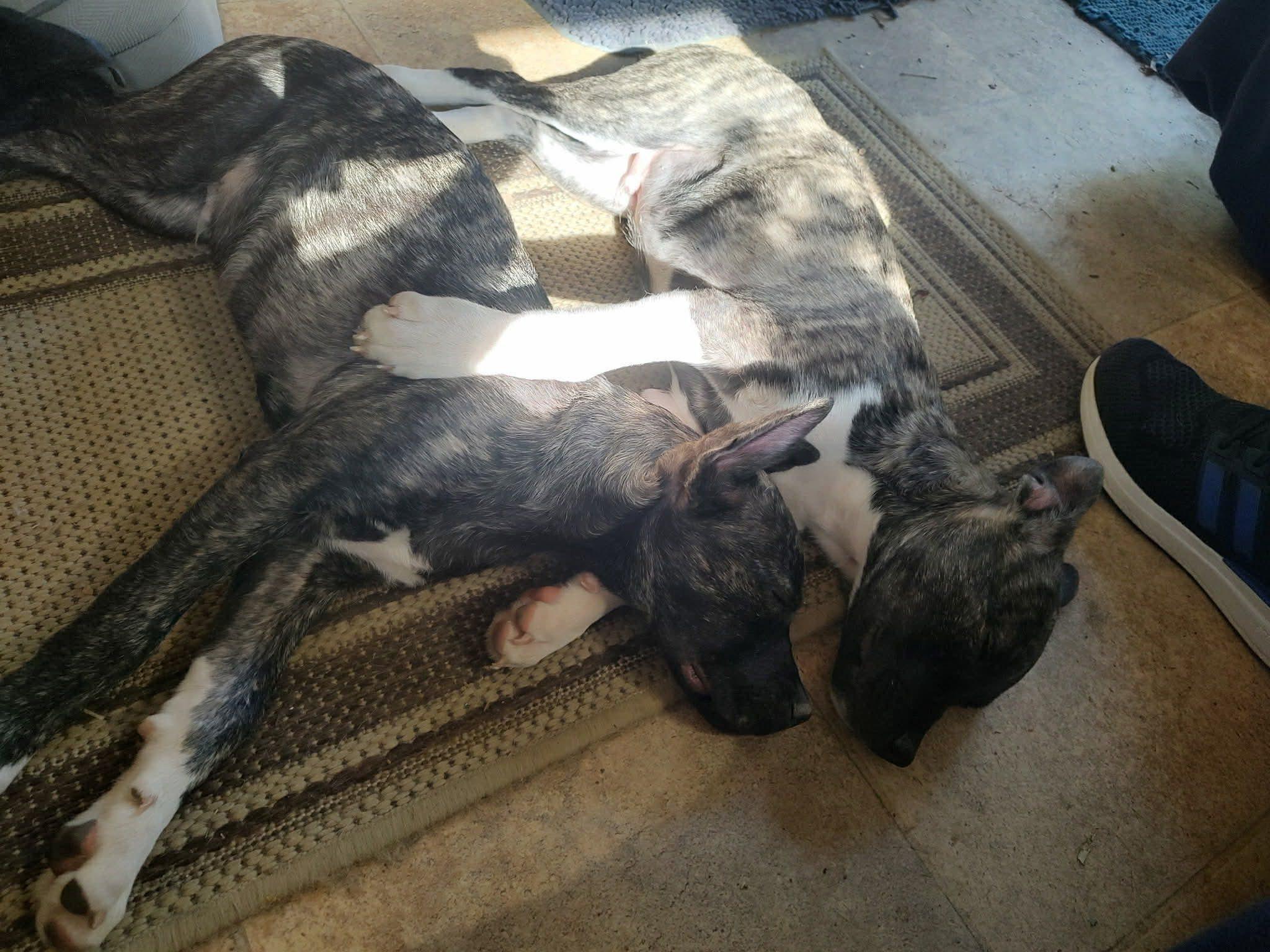 Enlarge Johny, an adopted mixed breed in Albany, NY image 3/6