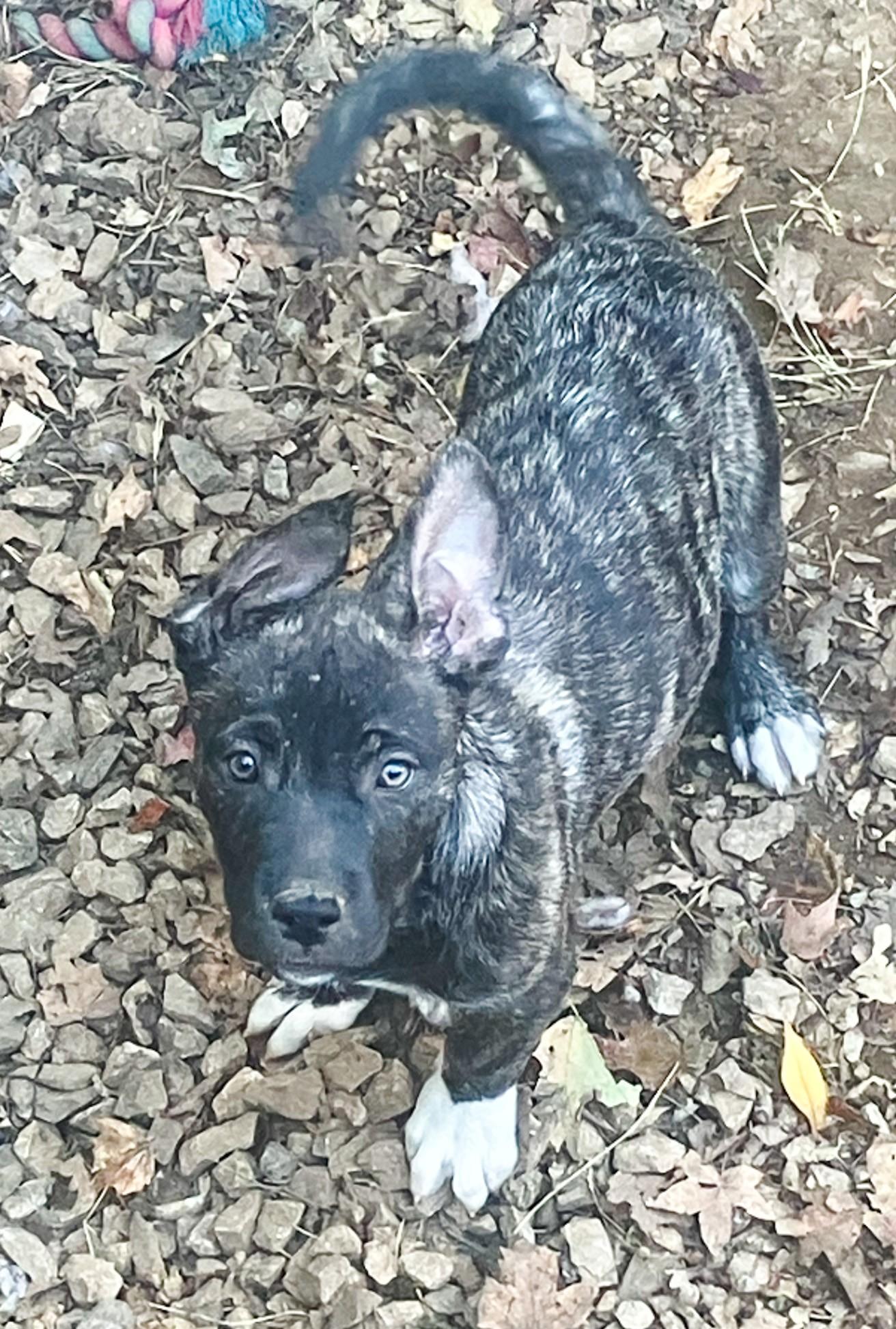 Enlarge Johny, an adopted mixed breed in Albany, NY image 6/6