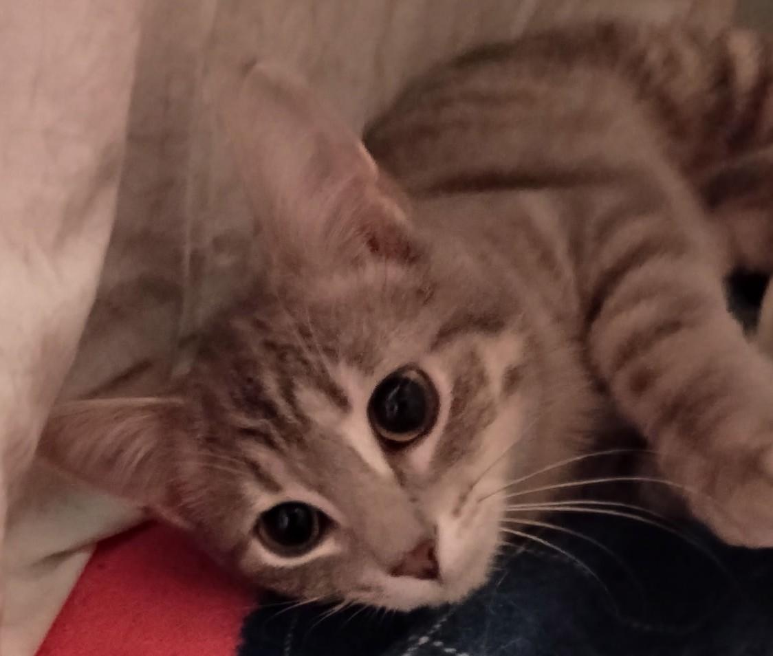 Enlarge Jackie26, a ADOPTABLE Domestic Short Hair in Milwaukee, WI image 2/3