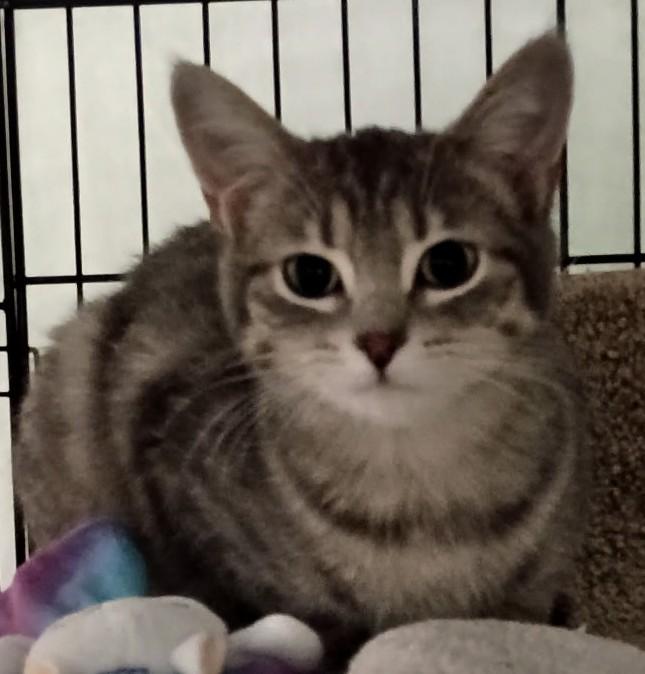 Enlarge Jackie26, a ADOPTABLE Domestic Short Hair in Milwaukee, WI image 3/3