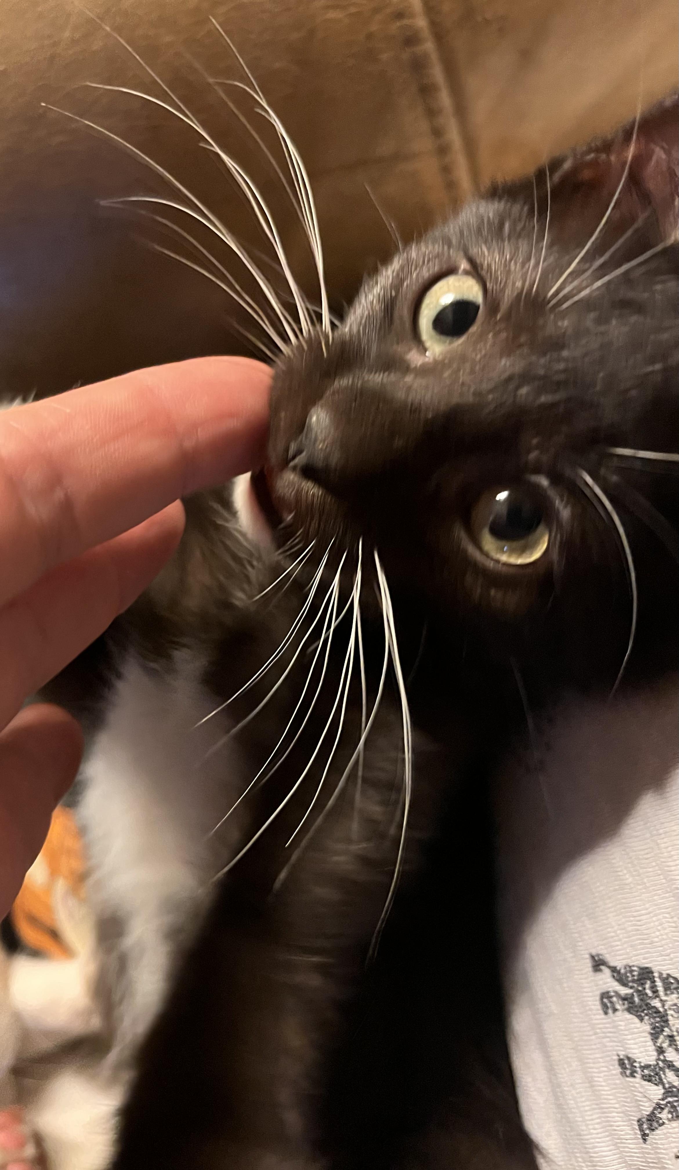 Slinky, Adoptable, Kitten Male American Shorthair & Domestic Short Hair.