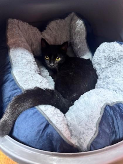 Watonga 52506, ADOPTABLE, Adult Male Domestic Short Hair.