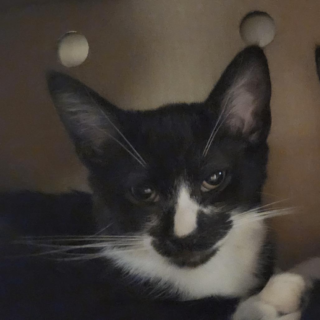 Ranger, Adoptable, Kitten Male Domestic Short Hair.