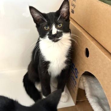 Enlarge Ranger, a Adoptable Domestic Short Hair in Baldwin, WI image 2/2