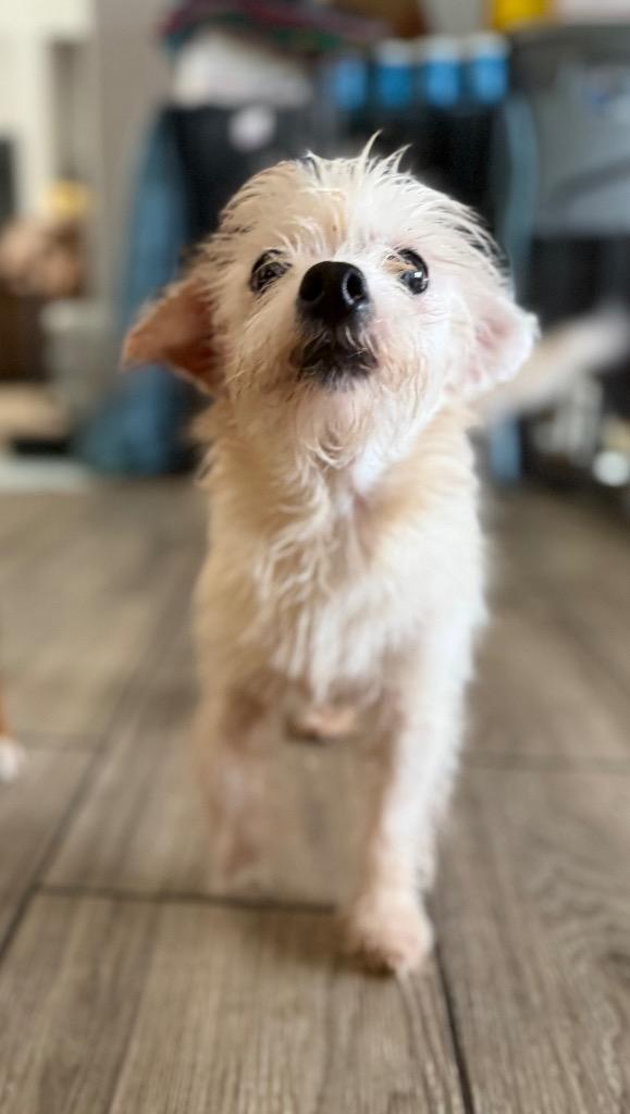 Daisy Mae, a Adopted mixed breed in Waynesville, GA image 2/3