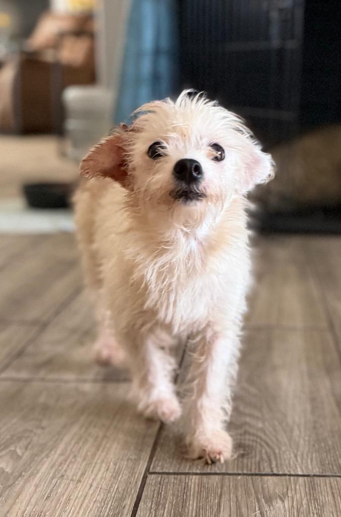 Daisy Mae, a Adopted mixed breed in Waynesville, GA image 3/3