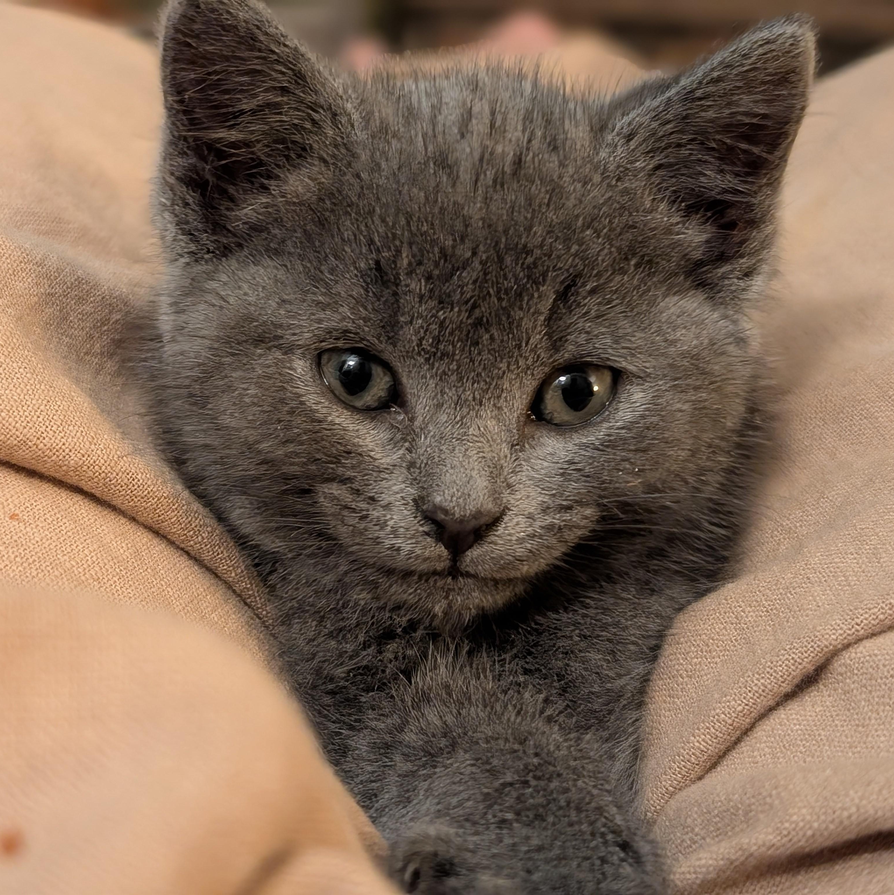 Shadow , adopted, Kitten Female Russian Blue.