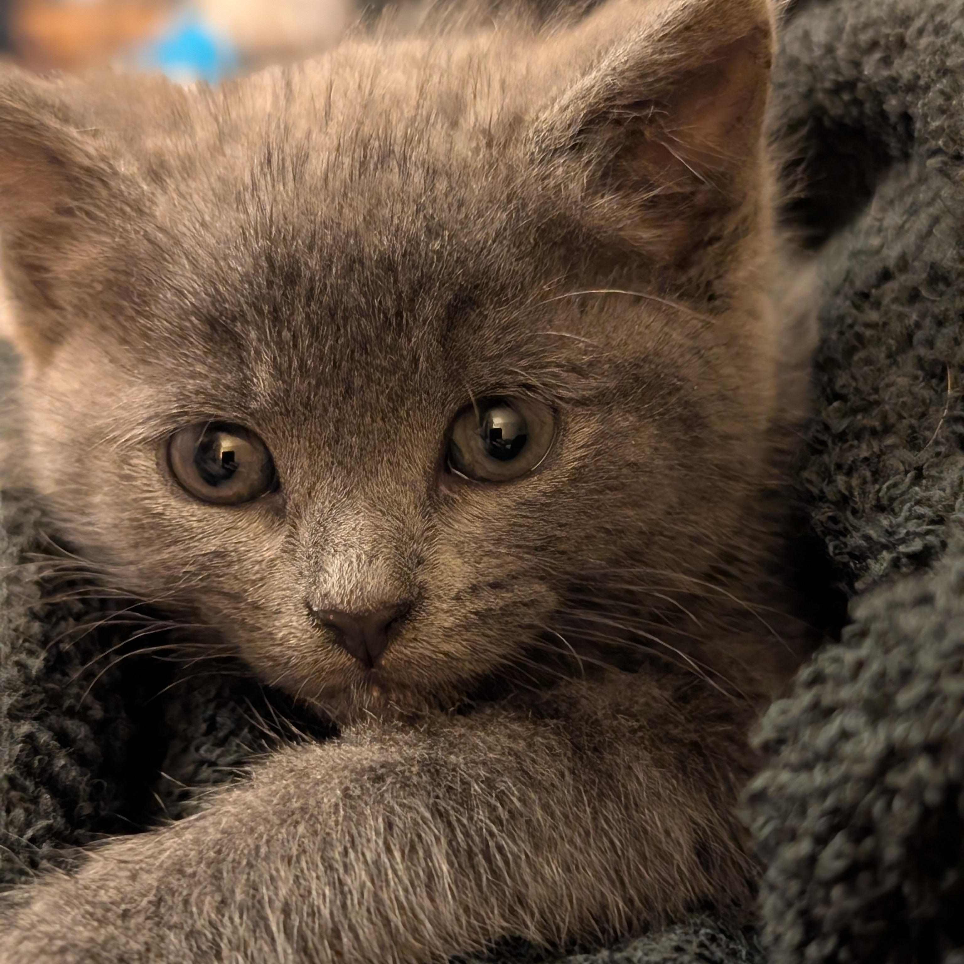 Enlarge Shadow , an adopted mixed breed in Concord, NC image 2/6