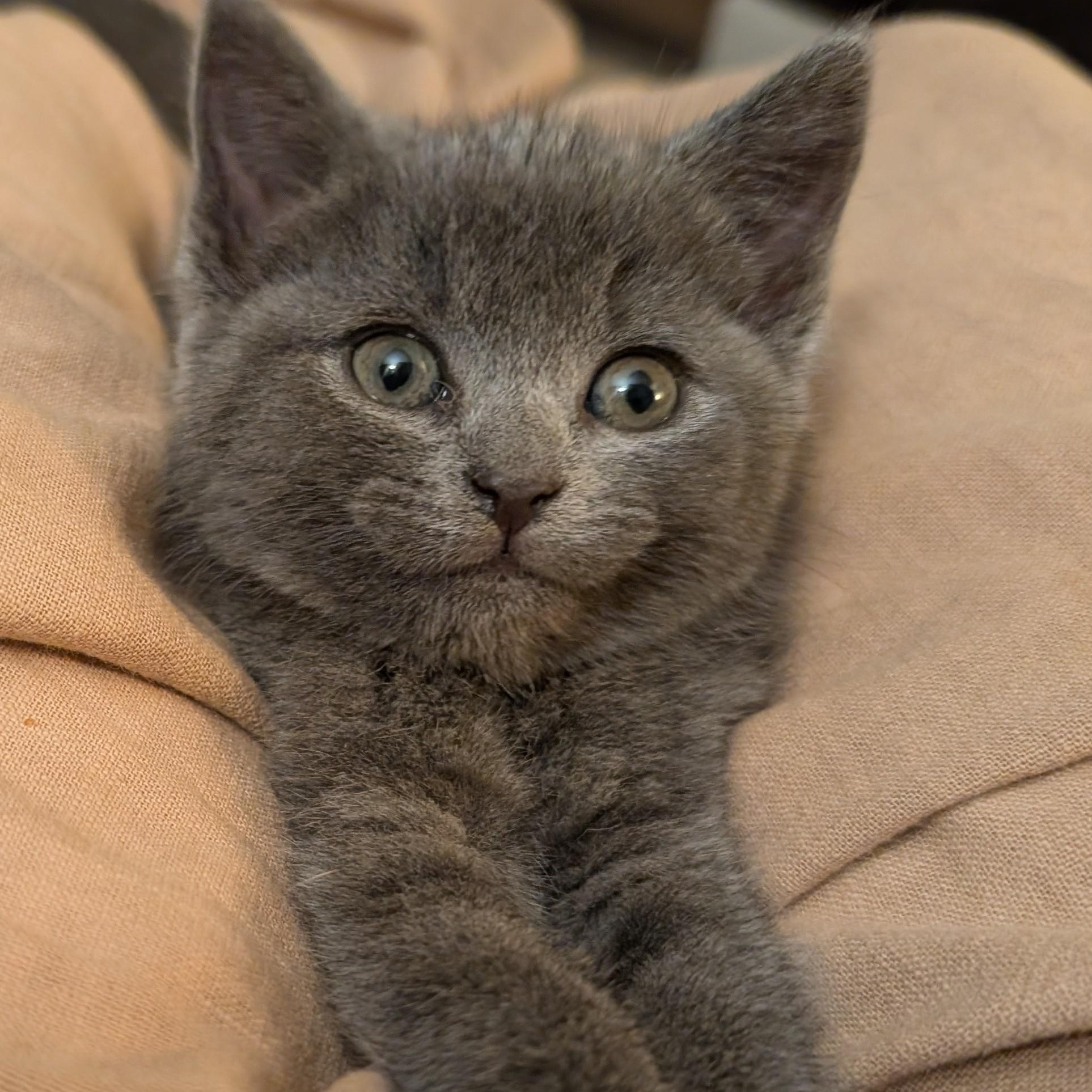 Enlarge Shadow , an adopted mixed breed in Concord, NC image 3/6