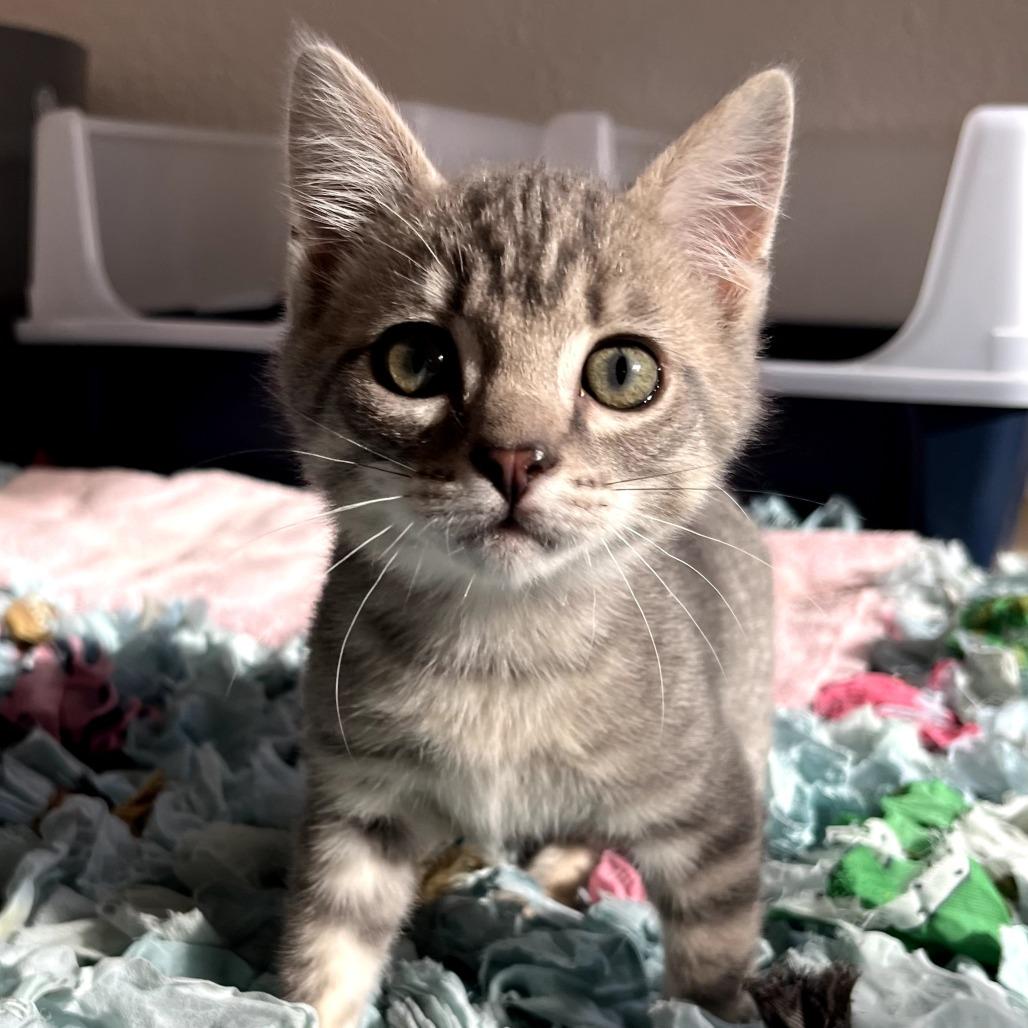 Fezzik, Adoptable, Kitten Male Domestic Short Hair.