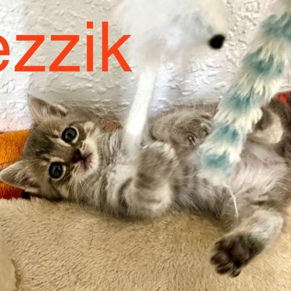 Enlarge Fezzik, a Adoptable Domestic Short Hair in Chattanooga, TN image 2/3