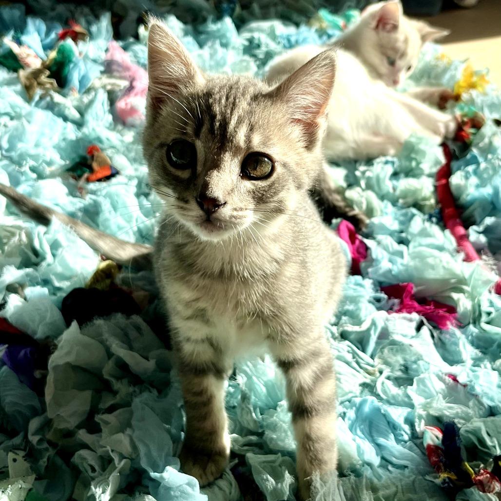 Enlarge Fezzik, a Adoptable Domestic Short Hair in Chattanooga, TN image 3/3