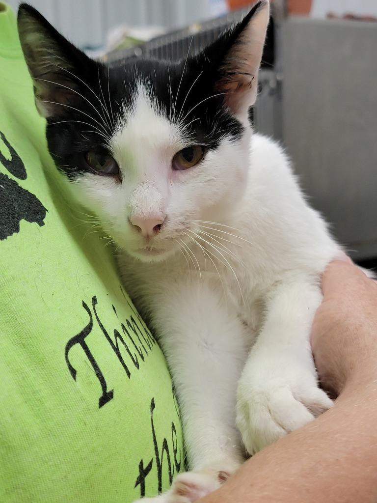 Oreo, Adoptable, Kitten Male Domestic Short Hair.