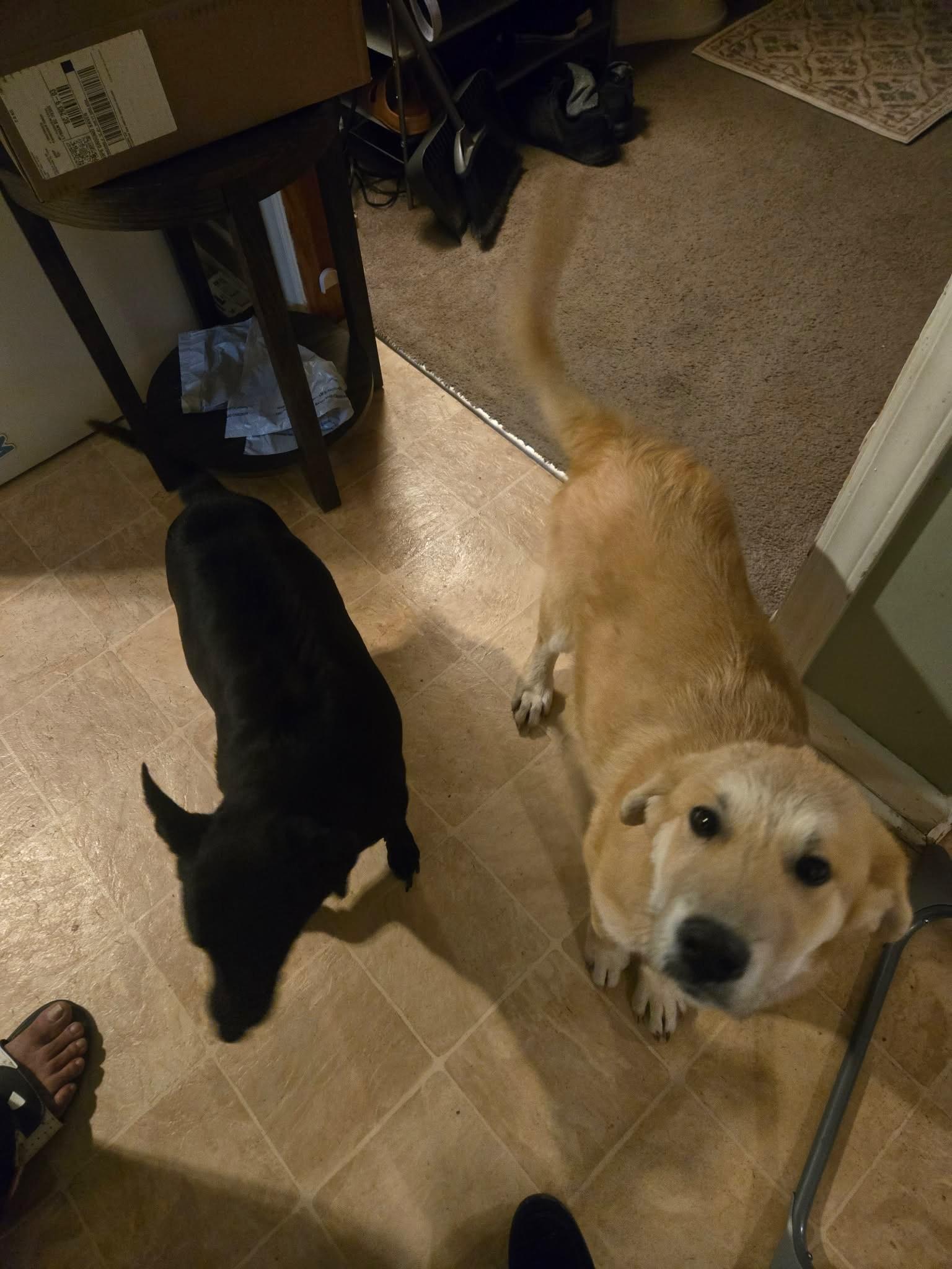 Enlarge Punkin, an adopted Labrador Retriever in Paterson, NJ image 5/5