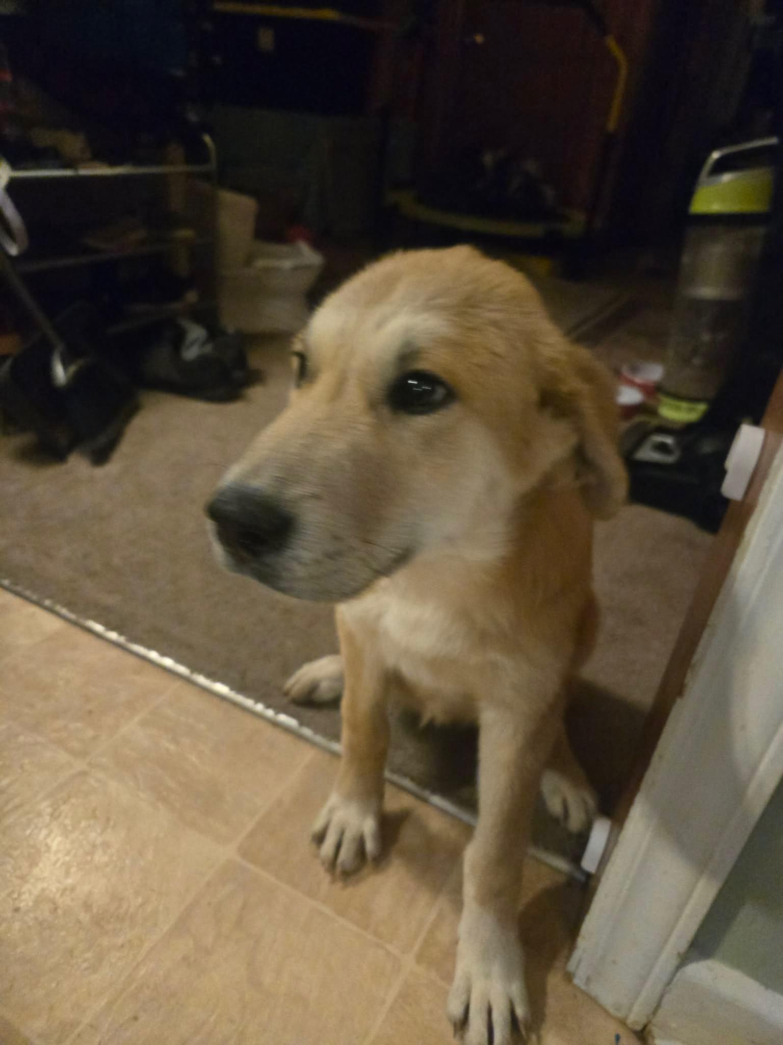 Enlarge Punkin, an adopted Labrador Retriever in Paterson, NJ image 1/5