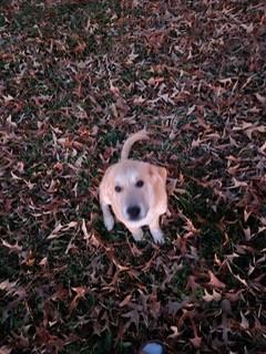 Enlarge Punkin, an adopted Labrador Retriever in Paterson, NJ image 3/5