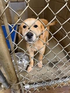 Enlarge Punkin, an adopted Labrador Retriever in Paterson, NJ image 2/5