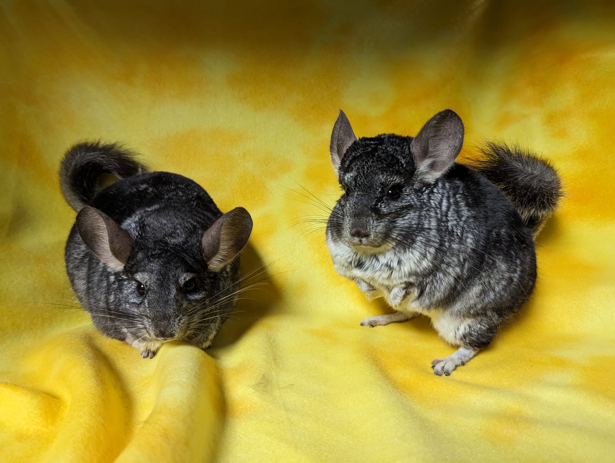 Enlarge Amaryllis & Hibiscus, a Adoptable Chinchilla in Fountain Valley, CA image 1/5