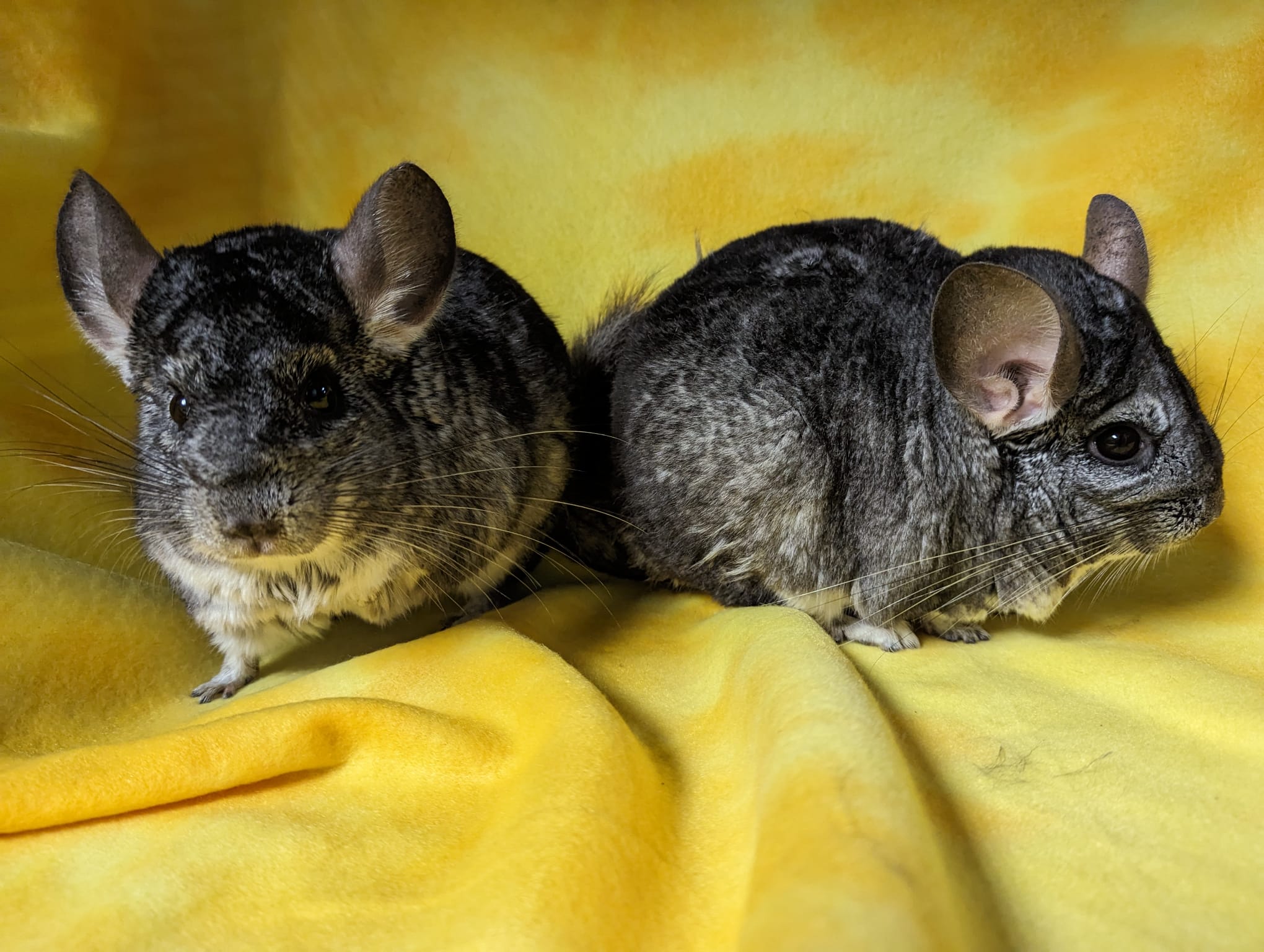 Enlarge Amaryllis & Hibiscus, a Adoptable Chinchilla in Fountain Valley, CA image 2/5