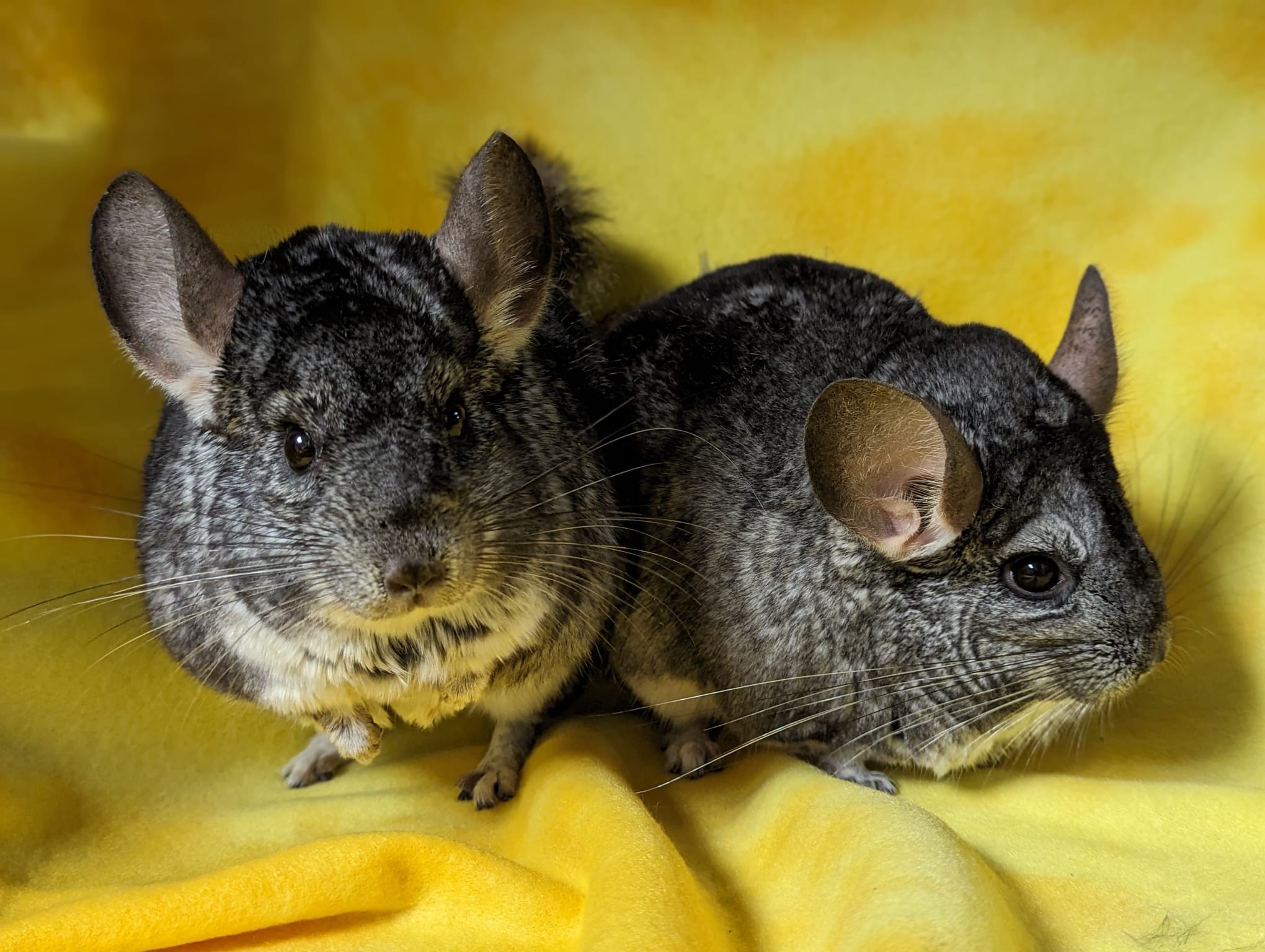 Enlarge Amaryllis & Hibiscus, a Adoptable Chinchilla in Fountain Valley, CA image 3/5