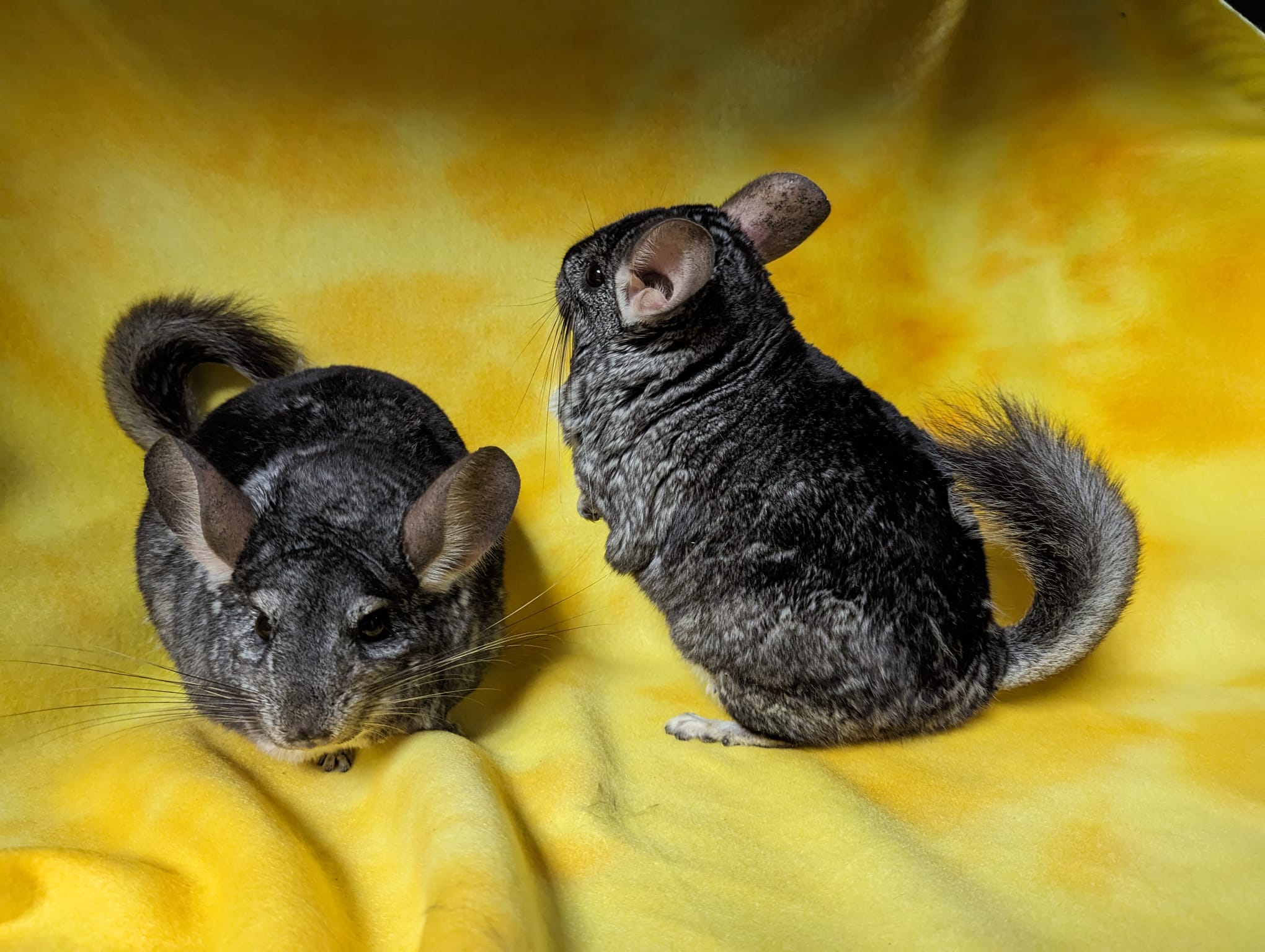 Enlarge Amaryllis & Hibiscus, a Adoptable Chinchilla in Fountain Valley, CA image 4/5