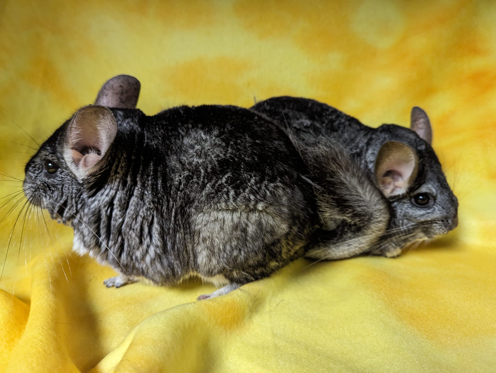 Enlarge Amaryllis & Hibiscus, a Adoptable Chinchilla in Fountain Valley, CA image 5/5