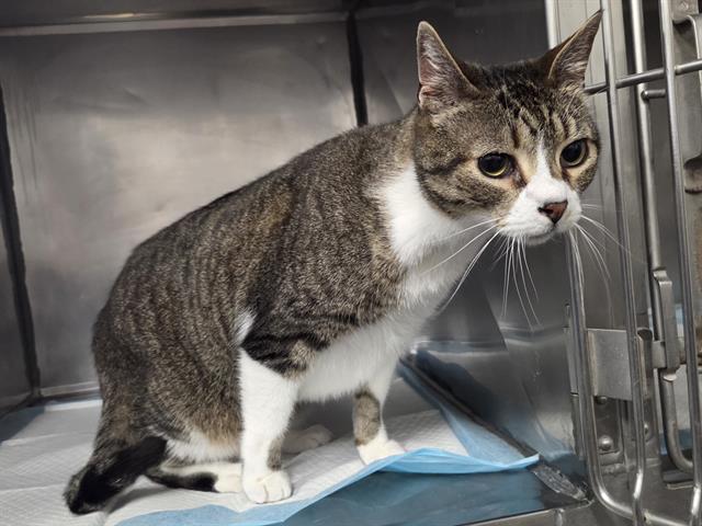 LEO, Adoptable, Senior Male Domestic Short Hair.