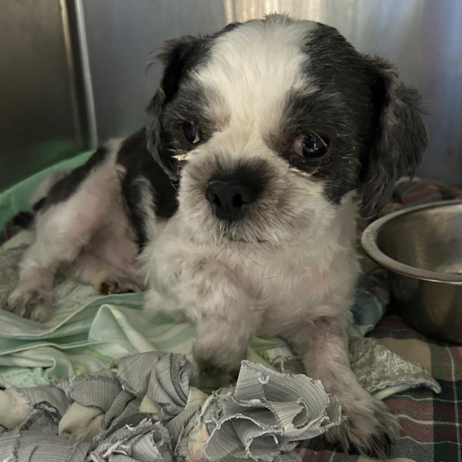 Bentley 4216 — thumbnail 3