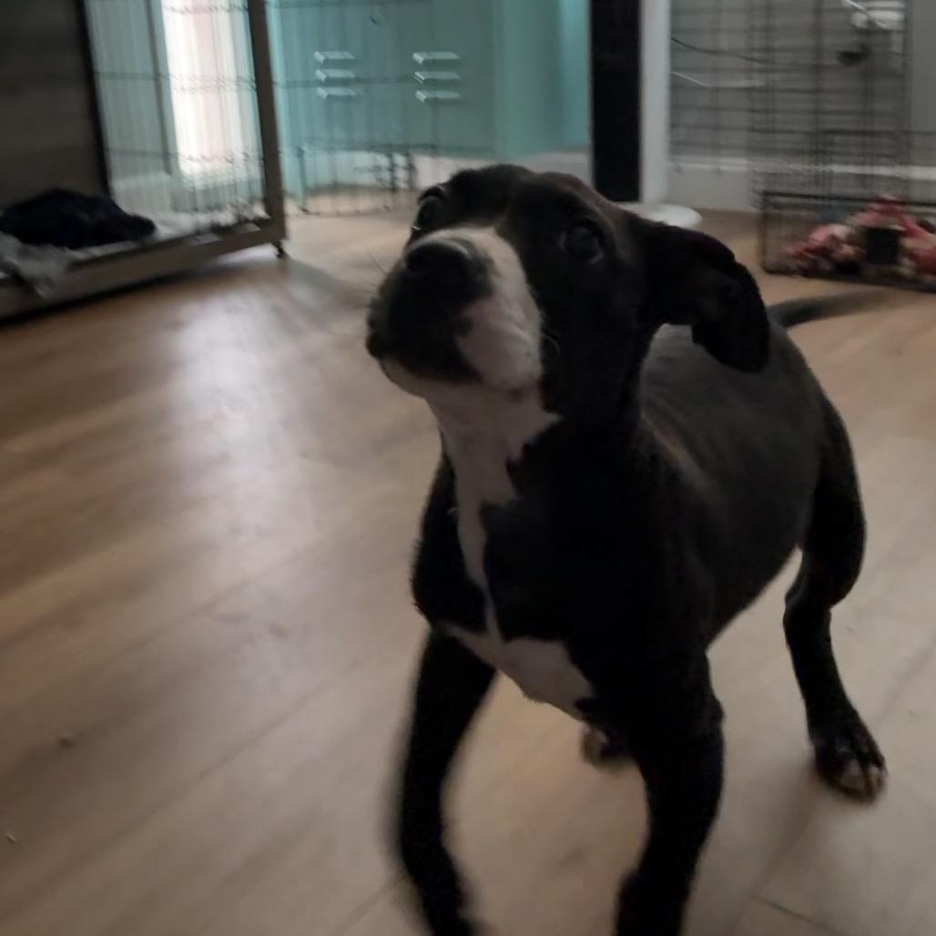 Lilith, Adoptable, Puppy Female Mixed Breed & Mixed Breed.