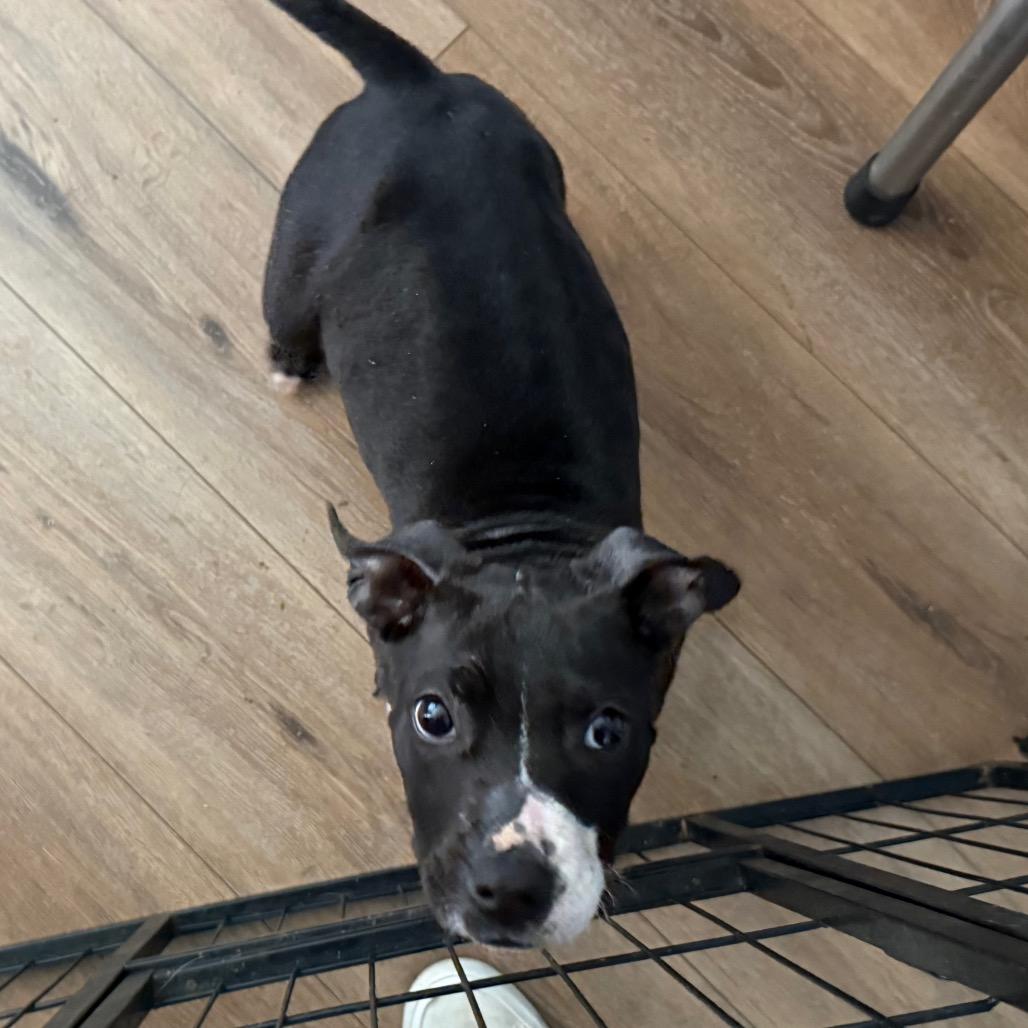 Enlarge Lilith, a Adoptable mixed breed in St. Charles, MO image 2/6