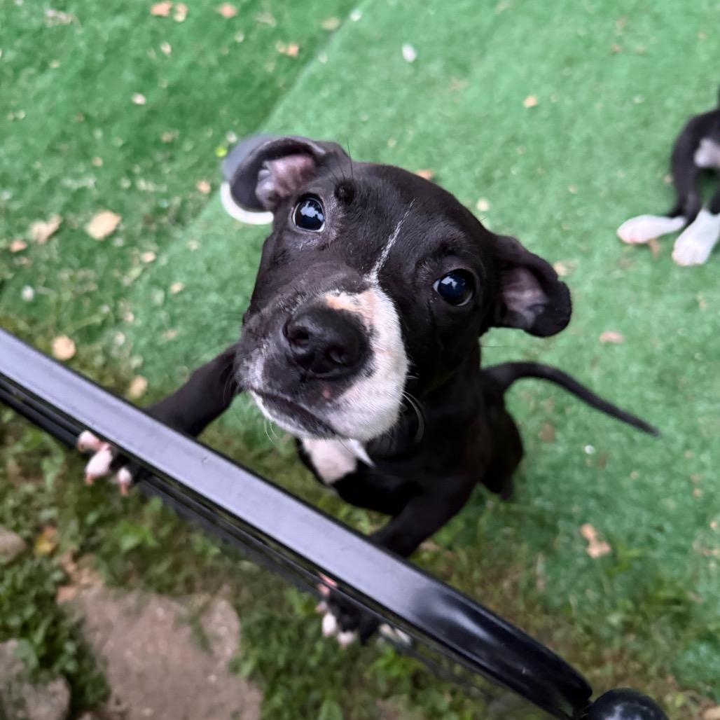 Enlarge Lilith, a Adoptable mixed breed in St. Charles, MO image 2/6