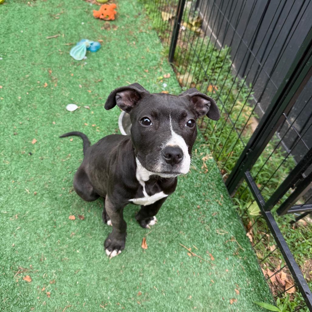 Lilith, a Adoptable mixed breed in St. Charles, MO image 3/6