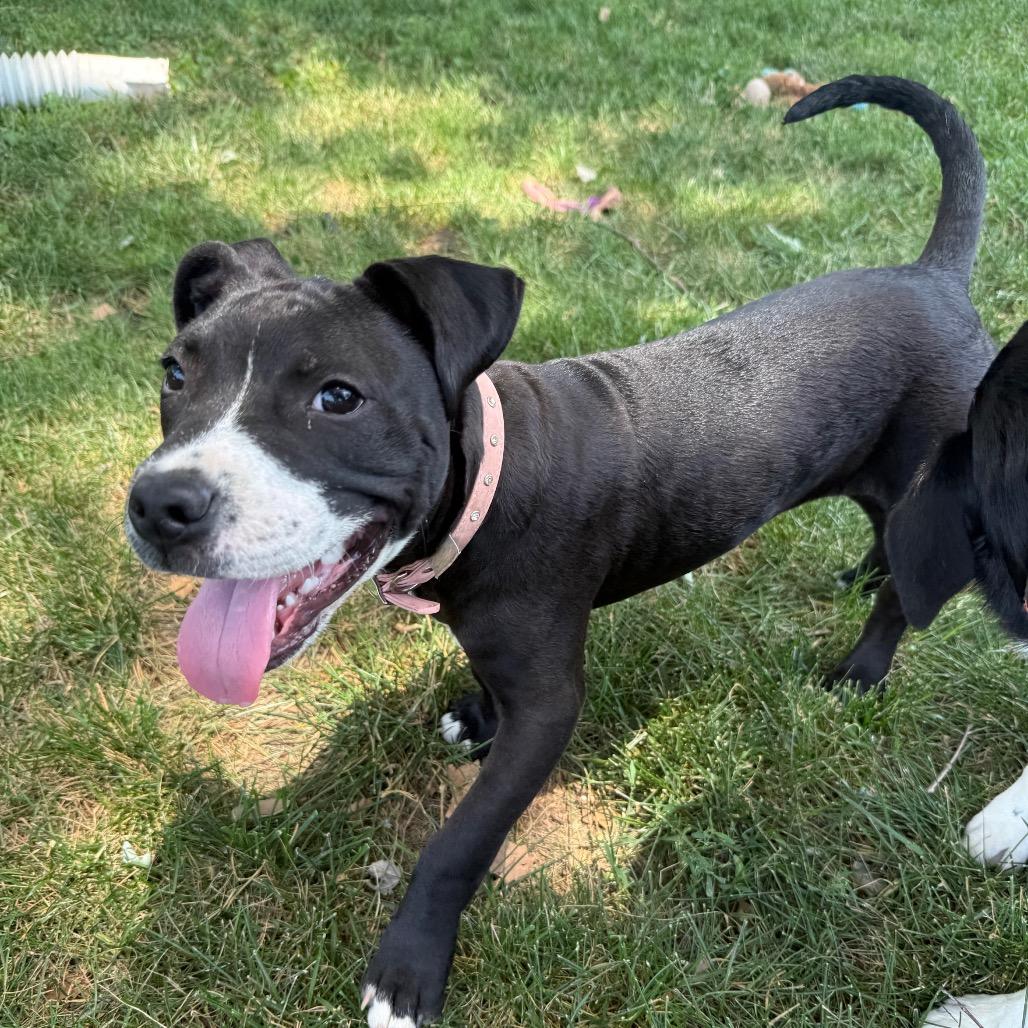 Enlarge Lilith, a Adoptable mixed breed in St. Charles, MO image 3/6