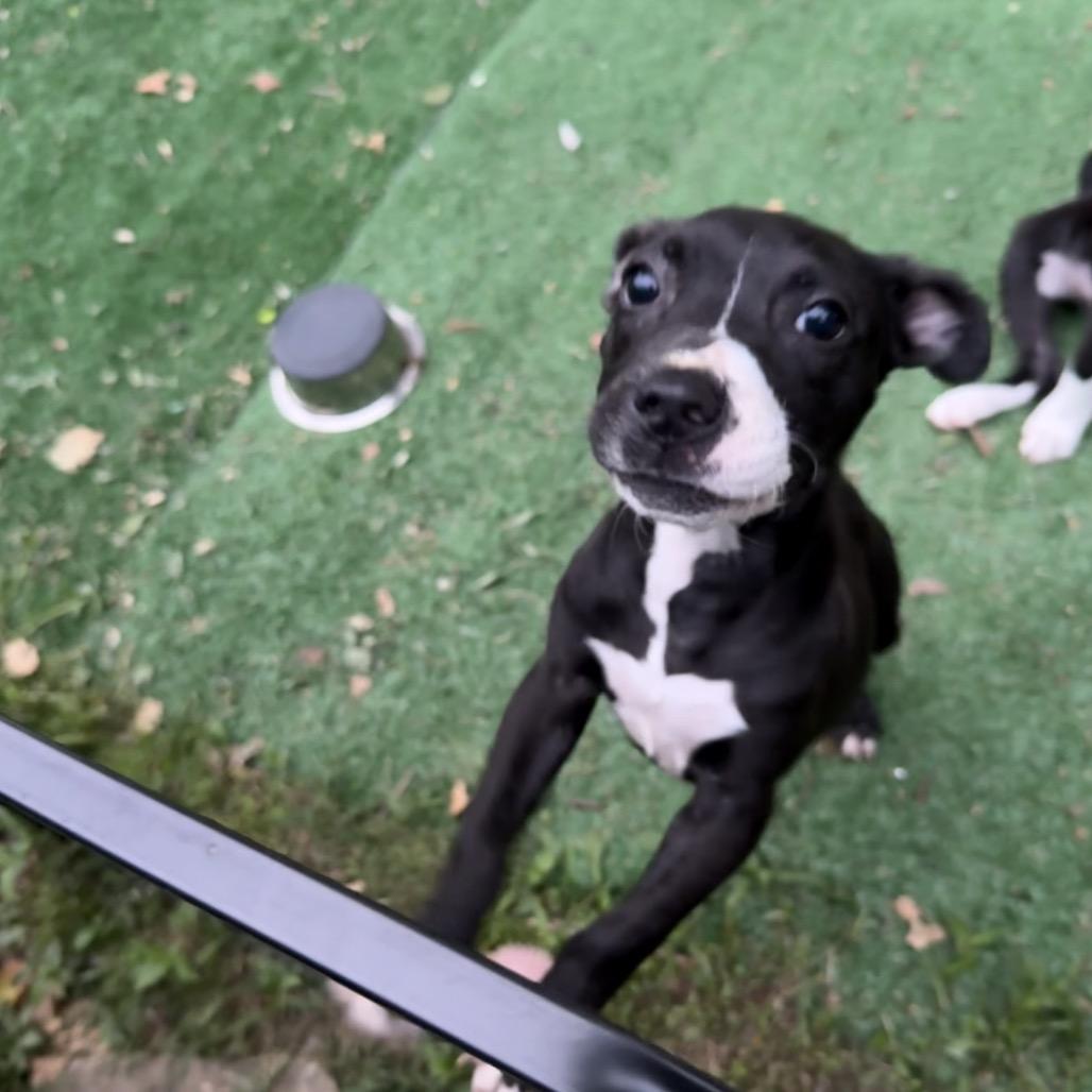 Enlarge Lilith, a Adoptable mixed breed in St. Charles, MO image 4/6