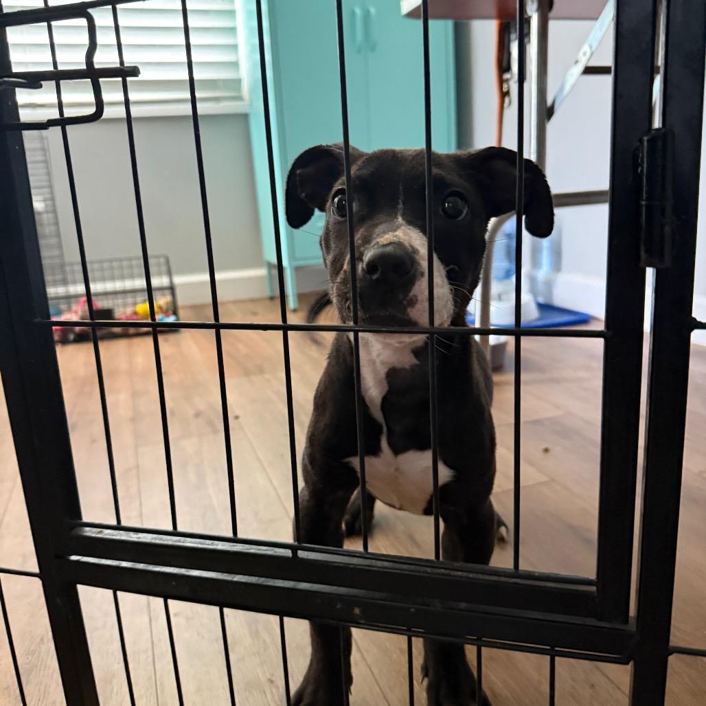 Enlarge Lilith, a Adoptable mixed breed in St. Charles, MO image 3/6