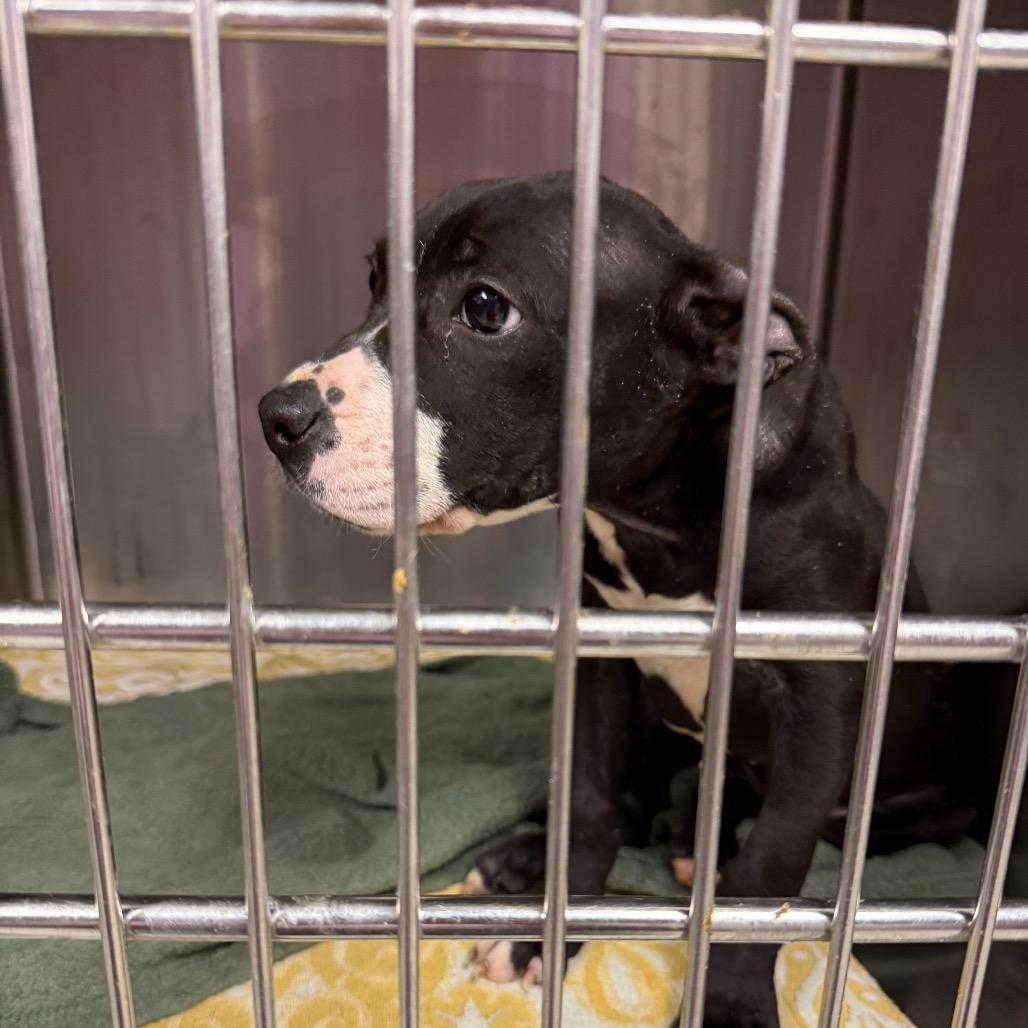 Enlarge Lilith, a Adoptable mixed breed in St. Charles, MO image 5/6