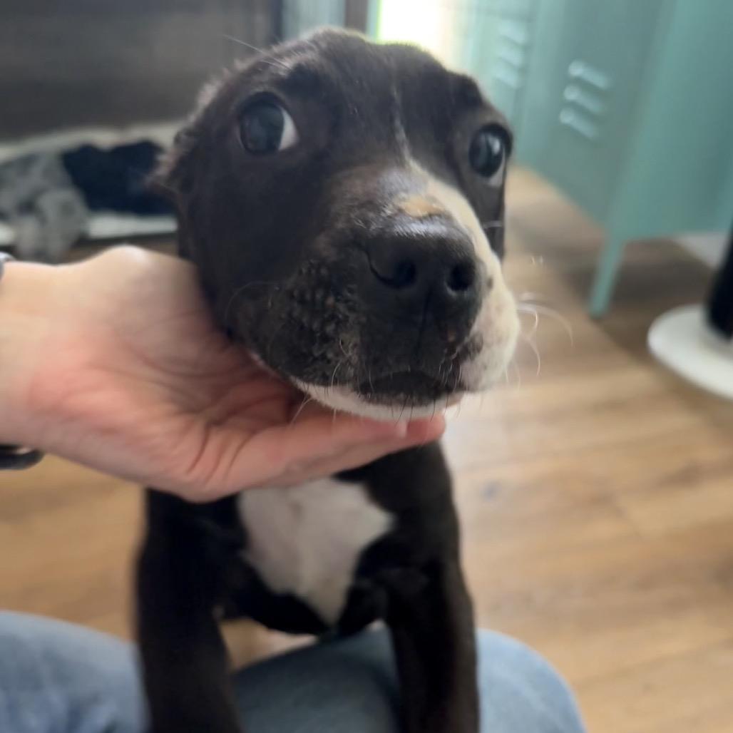 Enlarge Lilith, a Adoptable mixed breed in St. Charles, MO image 5/6