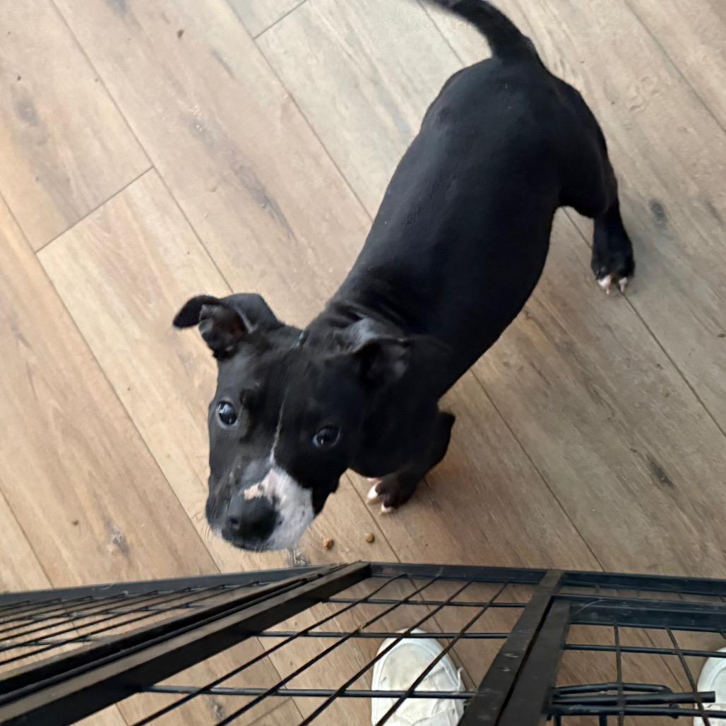 Enlarge Lilith, a Adoptable mixed breed in St. Charles, MO image 6/6