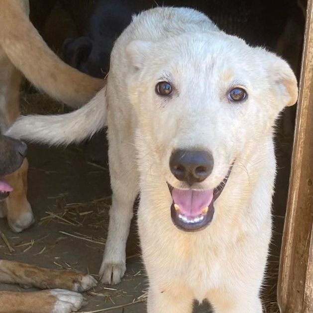 Nick, Young Male White German Shepherd