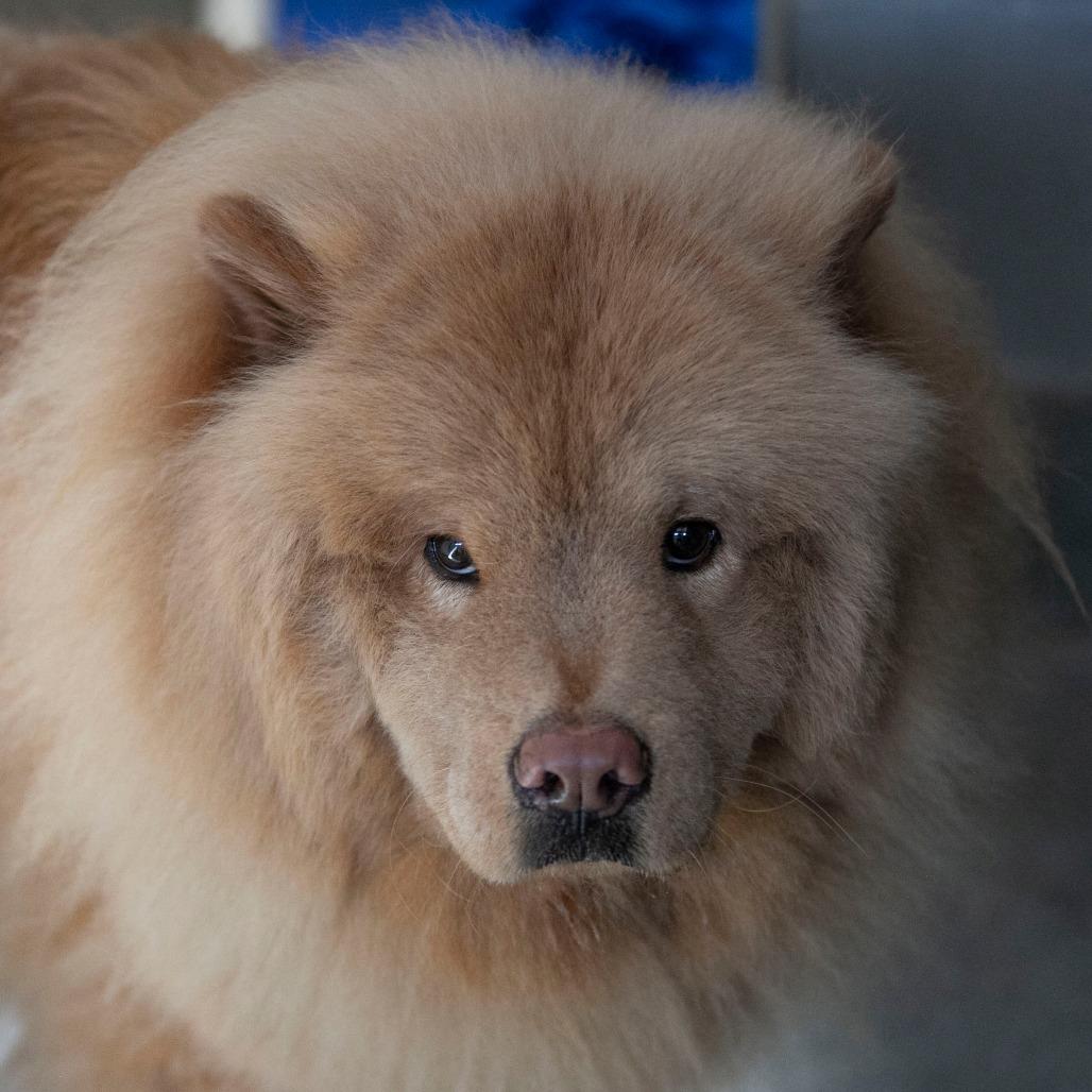 Larry fka Jude (D24-382), Adoptable, Adult Male Chow Chow.