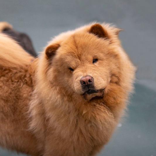 Enlarge Larry fka Jude (D24-382), a Adoptable Chow Chow in Peyton, CO image 2/5
