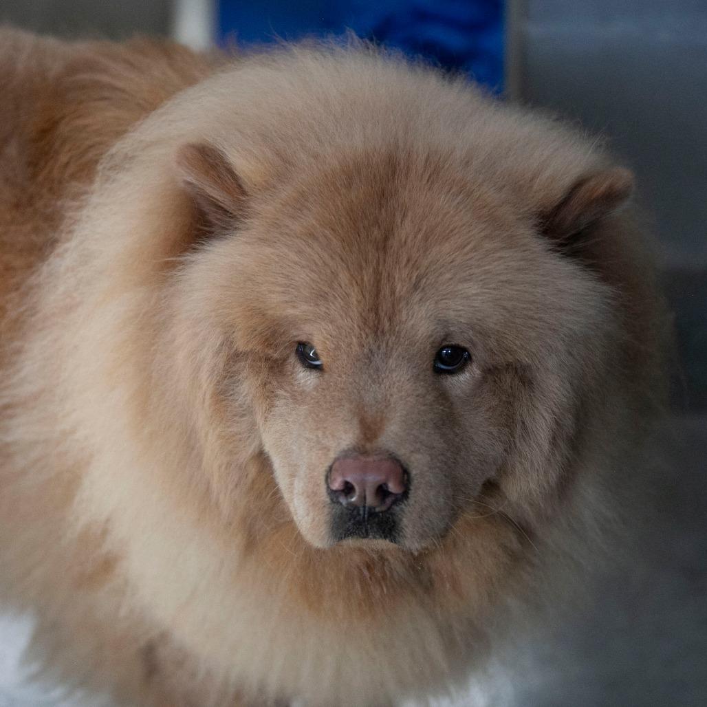 Enlarge Larry fka Jude (D24-382), a Adoptable Chow Chow in Peyton, CO image 4/5