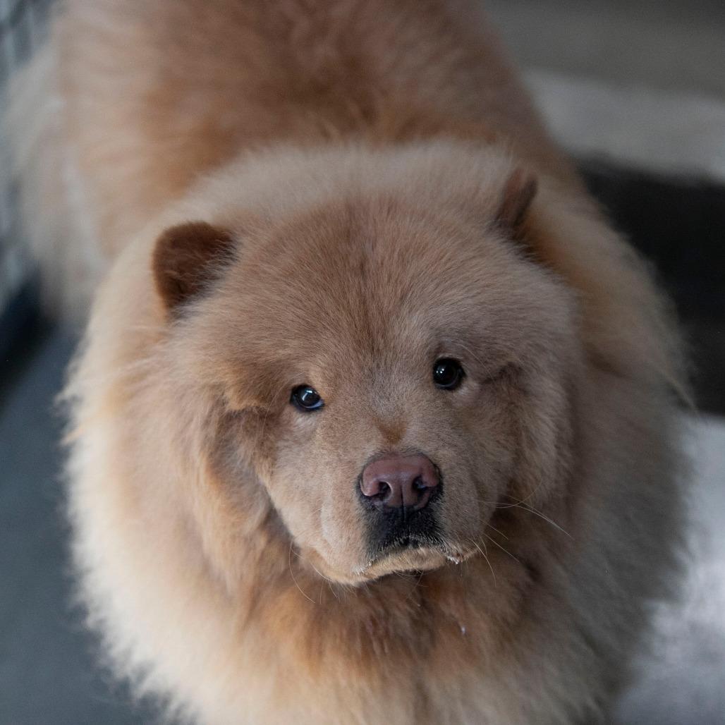 Enlarge Larry fka Jude (D24-382), a Adoptable Chow Chow in Peyton, CO image 5/5