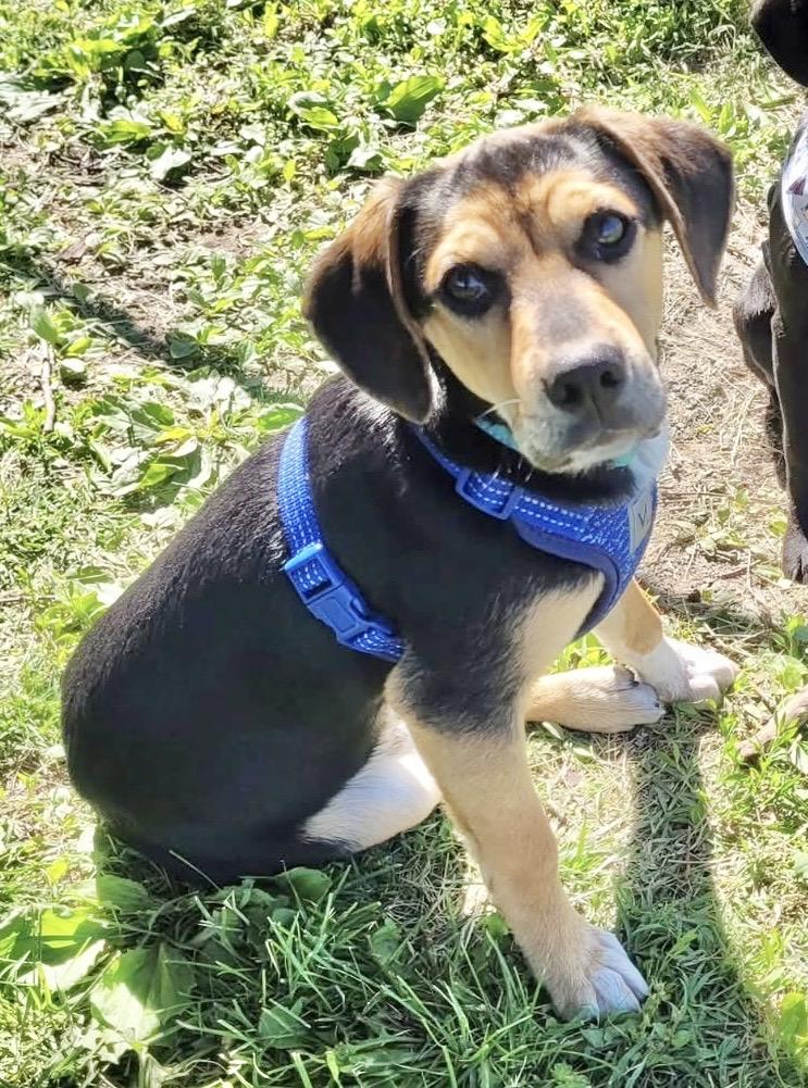 Cheeto , adopted, Puppy Male Beagle & Labrador Retriever.