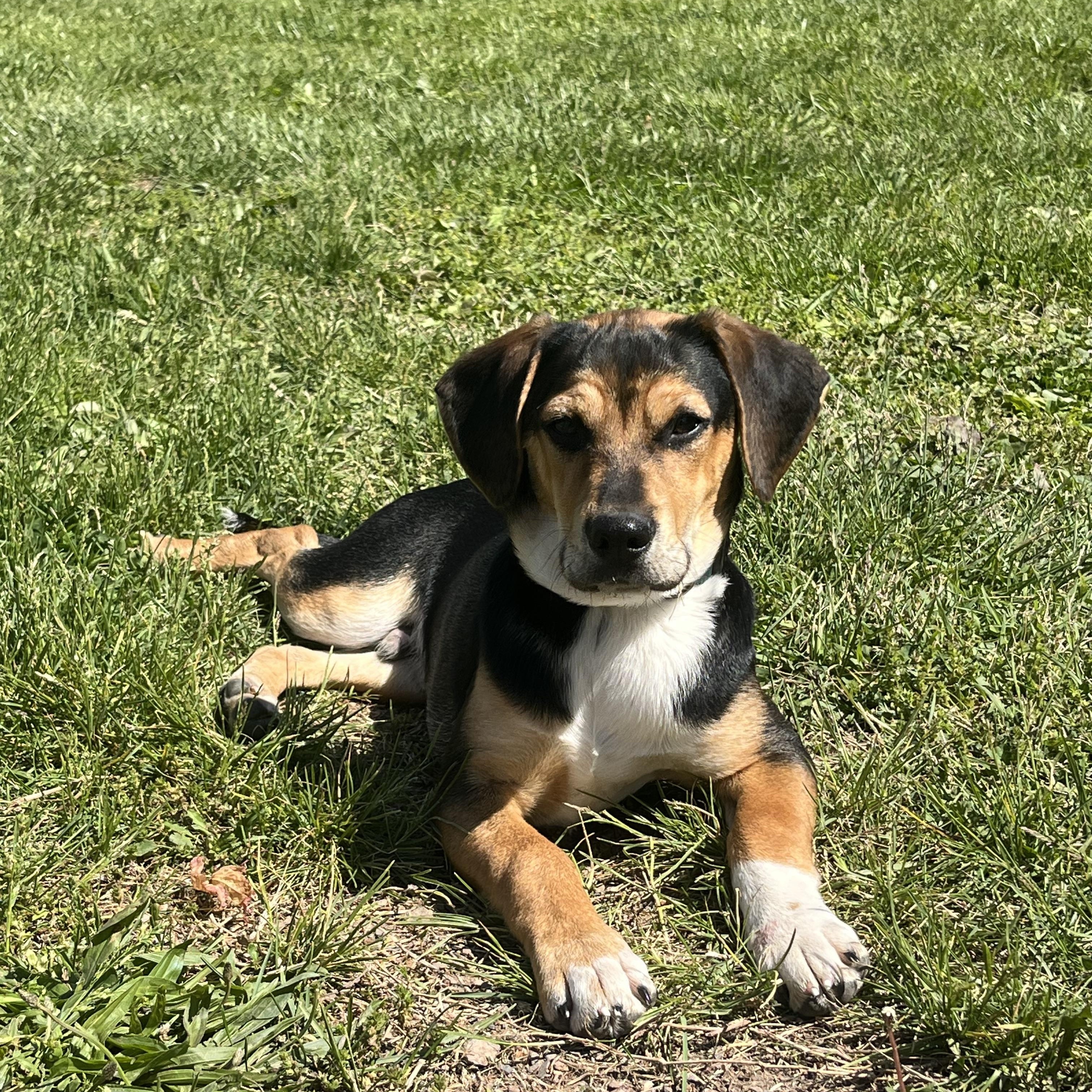 Cheeto , an adopted mixed breed in Fairfax, VA image 5/6