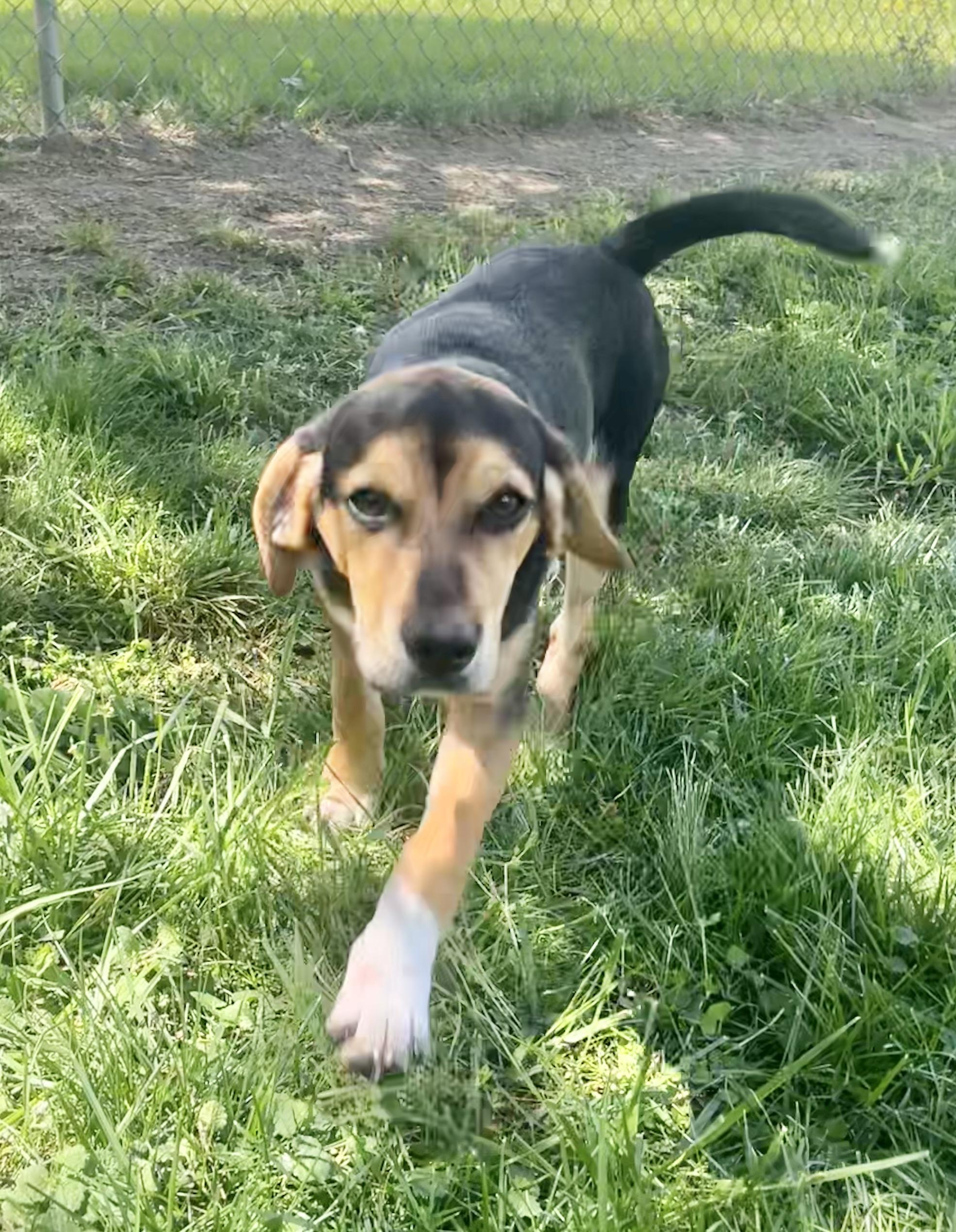 Cheeto , an adopted mixed breed in Fairfax, VA image 2/6